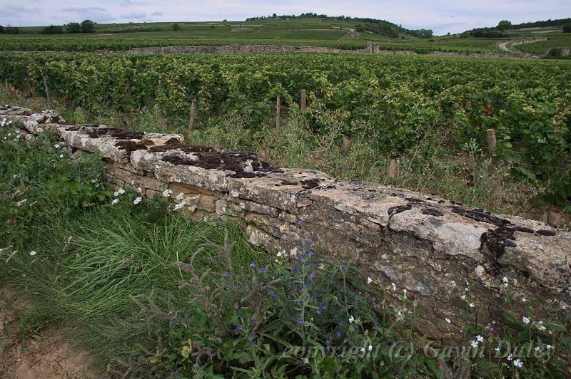 Vineyard near Pommard IMGP1744.jpg